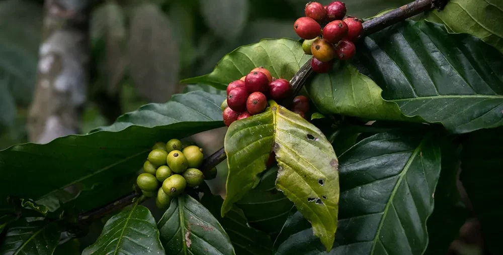 Organic farms avoid toxic inputs, improve soil health, grow clean, sustainable food that supports nature.