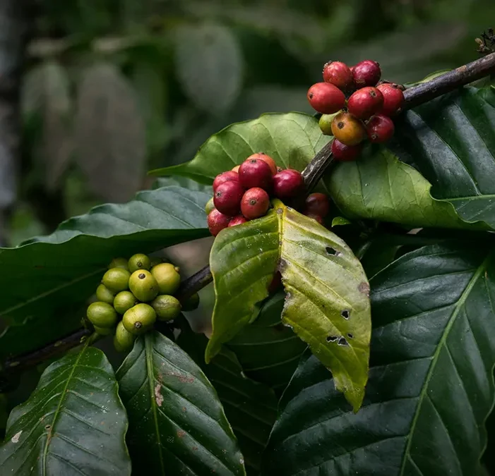 Organic farms avoid toxic inputs, improve soil health, grow clean, sustainable food that supports nature.