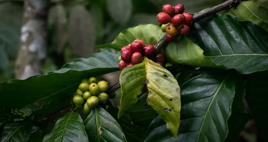 Organic farms avoid toxic inputs, improve soil health, grow clean, sustainable food that supports nature.