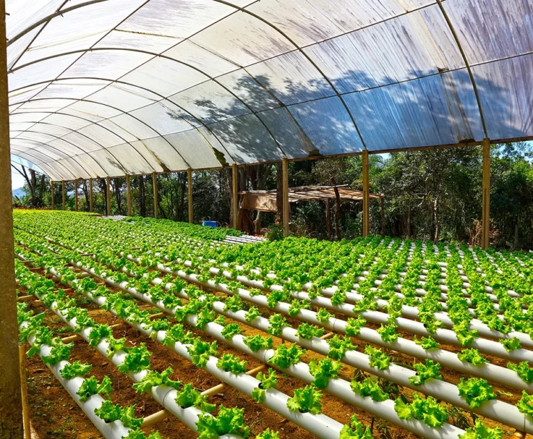 Hydroponics Farming Tips and Tricks: A Comprehensive Guide for Commercial Success