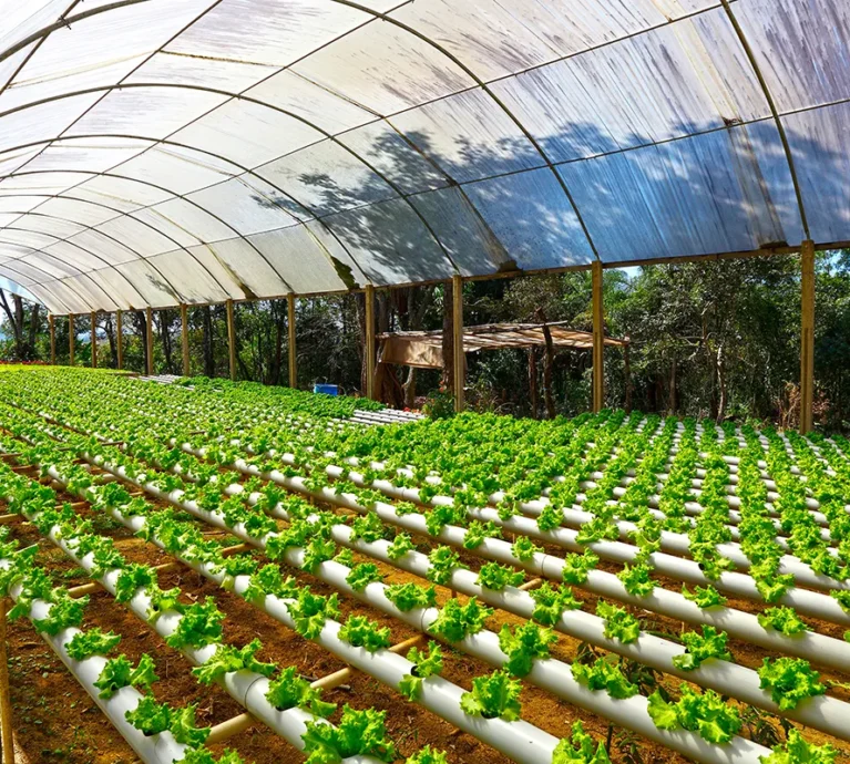 Hydroponics Farming Tips and Tricks: A Comprehensive Guide for Commercial Success