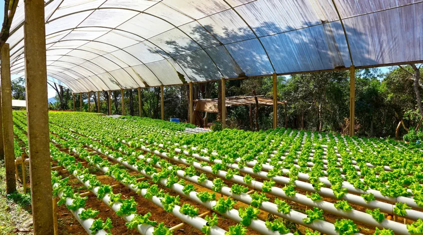 Hydroponics Farming Tips and Tricks: A Comprehensive Guide for Commercial Success