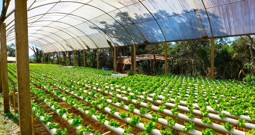 Hydroponics Farming Tips and Tricks: A Comprehensive Guide for Commercial Success
