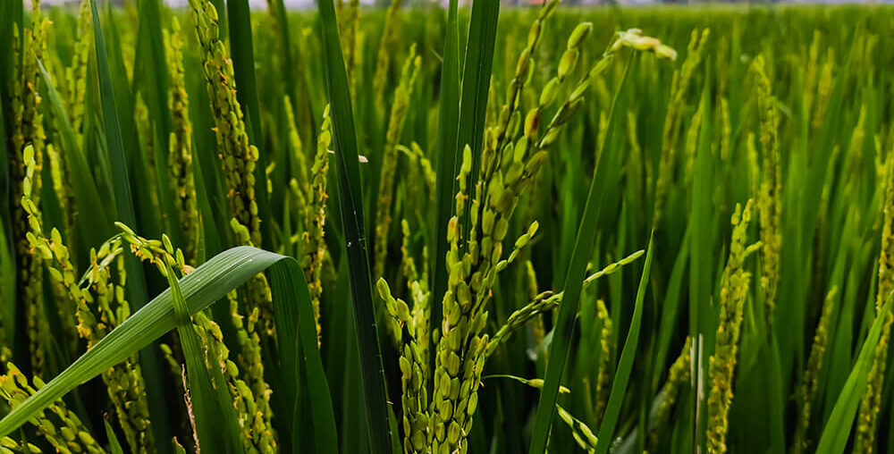 Organic farms avoid toxic inputs, improve soil health, grow clean, sustainable food that supports nature.