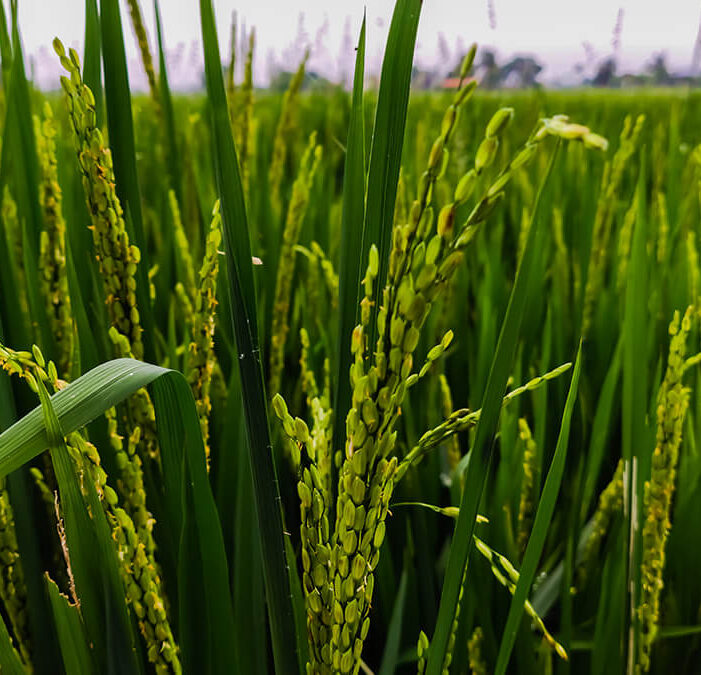 Organic farms avoid toxic inputs, improve soil health, grow clean, sustainable food that supports nature.