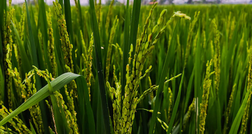 Organic farms avoid toxic inputs, improve soil health, grow clean, sustainable food that supports nature.