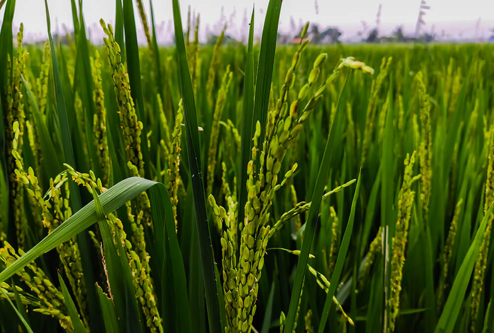 Organic farms avoid toxic inputs, improve soil health, grow clean, sustainable food that supports nature.