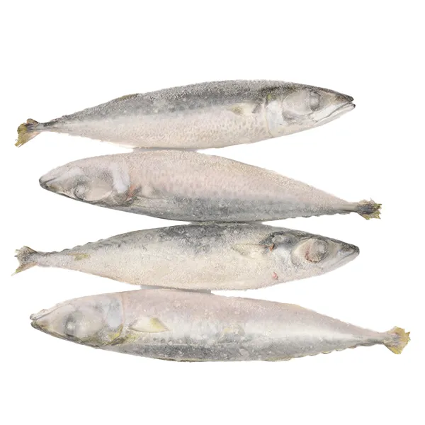 Mackerel