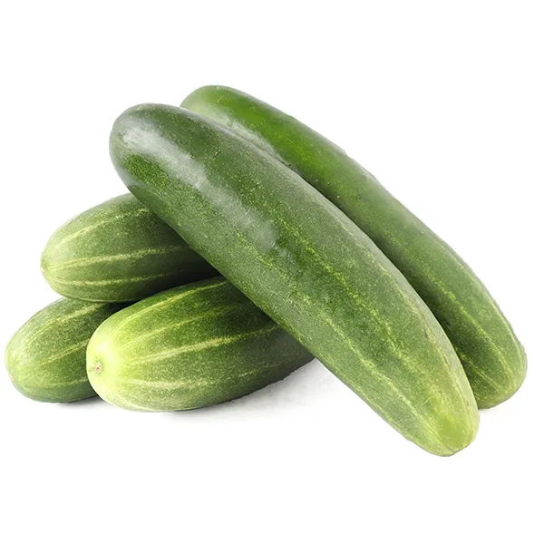Cucumber