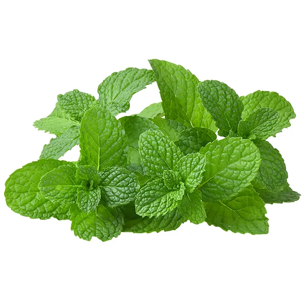AJVAC Fresh Mint is sourced from trusted farms and harvested at peak freshness to preserve its vibrant green colour, refreshing aroma, and natural flavour. Carefully sorted and hygienically packed, our mint is ideal for retailers, food service operators, beverage manufacturers, and international buyers.