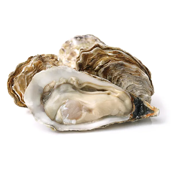 Oyster